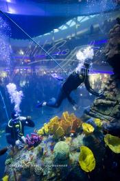 Image du Maroc Professionnelle de  Des hommes grenouilles s’activent au nettoyage du récif de corail de l’Aquadream, un aquarium massif de 1.000.000 L, conçu et construit par International Concept Management (ICM). Les visiteurs ont la possibilité de faire de la plongée sous-marine à l'intérieur de l'aquarium pour cela ils seront  accompagné par un instructeur professionnel, pour d’autre la possibilité de faire un tour à travers le centre pour découvrir environ 40 espèces différentes de poissons.  Située sur le Boulevard de la Corniche Boulevard de L'Océan Ain Diab, à Casablanca, Vendredi 16 Décembre 2011. (Photo / Abdeljalil Bounhar)